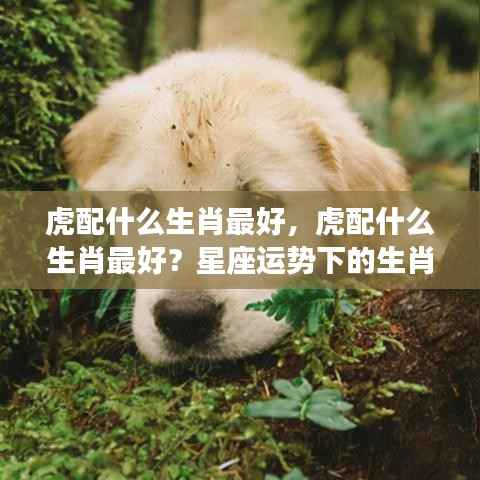 生肖虎的最佳配对生肖揭秘，星座运势下的生肖合作奥秘